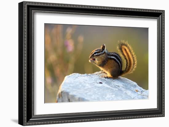 Snack Time (Chipmunk)-Jason Savage-Framed Giclee Print