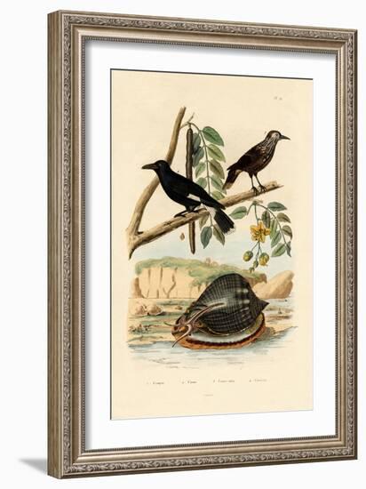 Snail, 1833-39-null-Framed Giclee Print