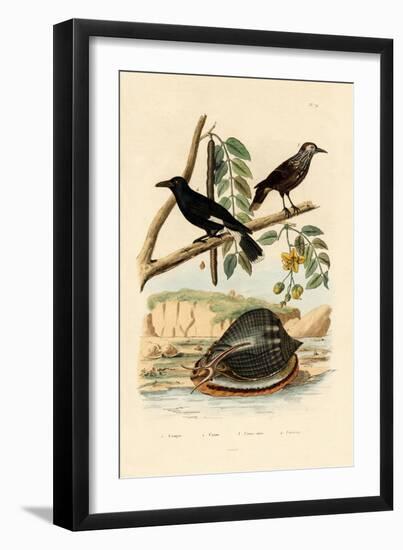 Snail, 1833-39-null-Framed Giclee Print
