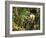 Snail Colony on Mesembryanthemum-Thonig-Framed Photographic Print