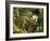 Snail Colony on Mesembryanthemum-Thonig-Framed Photographic Print