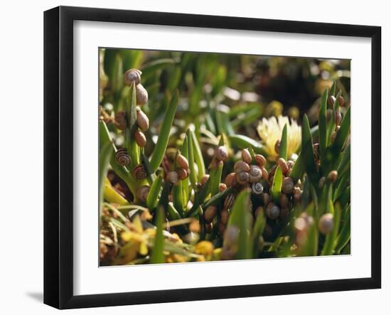 Snail Colony on Mesembryanthemum-Thonig-Framed Photographic Print