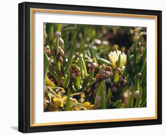 Snail Colony on Mesembryanthemum-Thonig-Framed Photographic Print