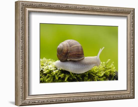 Snail, Helix Pomatia-Herbert Kehrer-Framed Photographic Print