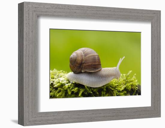 Snail, Helix Pomatia-Herbert Kehrer-Framed Photographic Print