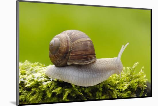 Snail, Helix Pomatia-Herbert Kehrer-Mounted Photographic Print