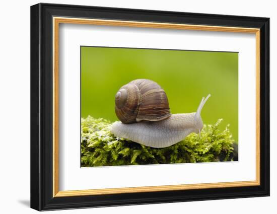 Snail, Helix Pomatia-Herbert Kehrer-Framed Photographic Print