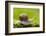 Snail, Helix Pomatia-Herbert Kehrer-Framed Photographic Print