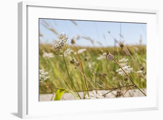 Snail House on the Stem of a Plant-Petra Daisenberger-Framed Photographic Print