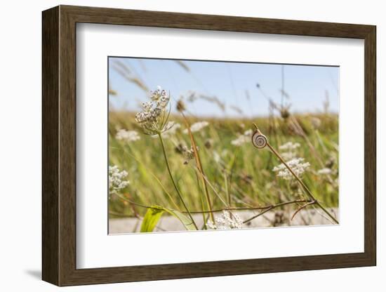 Snail House on the Stem of a Plant-Petra Daisenberger-Framed Photographic Print