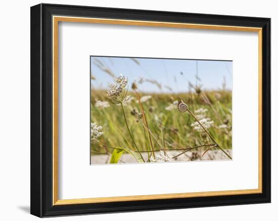 Snail House on the Stem of a Plant-Petra Daisenberger-Framed Photographic Print