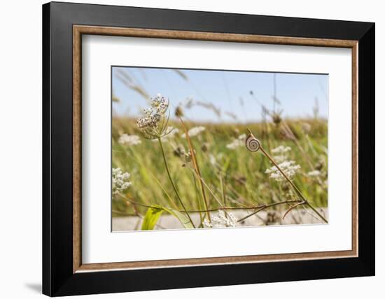 Snail House on the Stem of a Plant-Petra Daisenberger-Framed Photographic Print