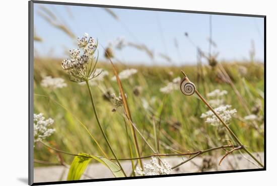 Snail House on the Stem of a Plant-Petra Daisenberger-Mounted Photographic Print