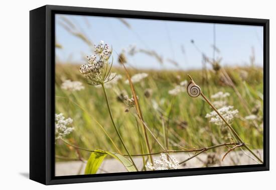 Snail House on the Stem of a Plant-Petra Daisenberger-Framed Premier Image Canvas