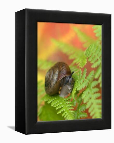 Snail on Fern in Fall, Adirondacks, New York, USA-Nancy Rotenberg-Framed Premier Image Canvas