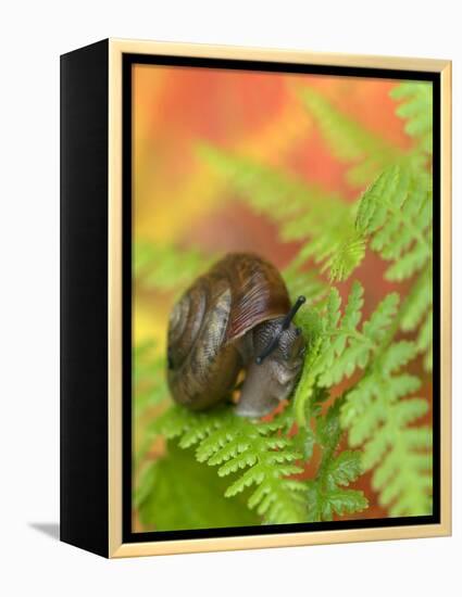 Snail on Fern in Fall, Adirondacks, New York, USA-Nancy Rotenberg-Framed Premier Image Canvas