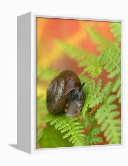 Snail on Fern in Fall, Adirondacks, New York, USA-Nancy Rotenberg-Framed Premier Image Canvas