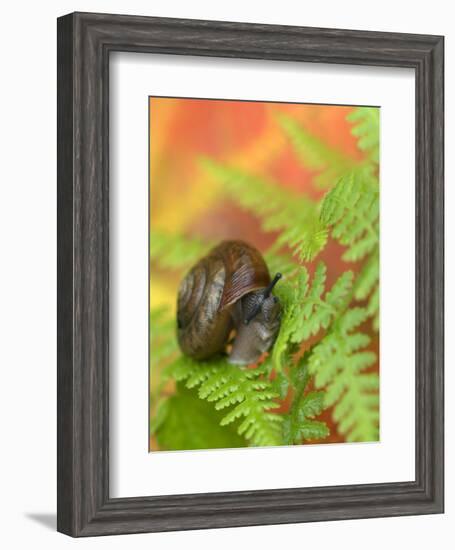 Snail on Fern in Fall, Adirondacks, New York, USA-Nancy Rotenberg-Framed Photographic Print