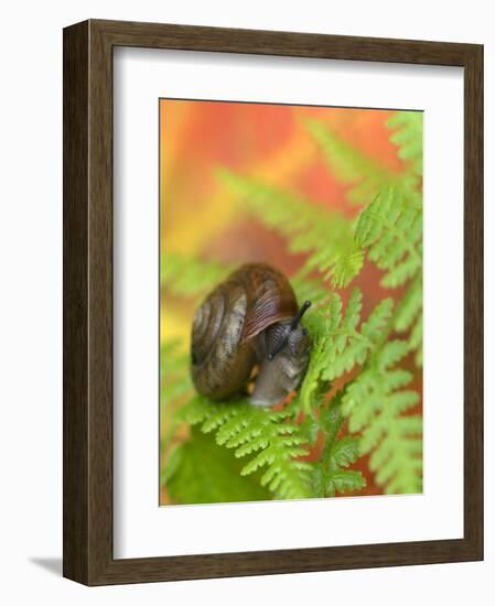 Snail on Fern in Fall, Adirondacks, New York, USA-Nancy Rotenberg-Framed Photographic Print