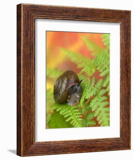 Snail on Fern in Fall, Adirondacks, New York, USA-Nancy Rotenberg-Framed Photographic Print