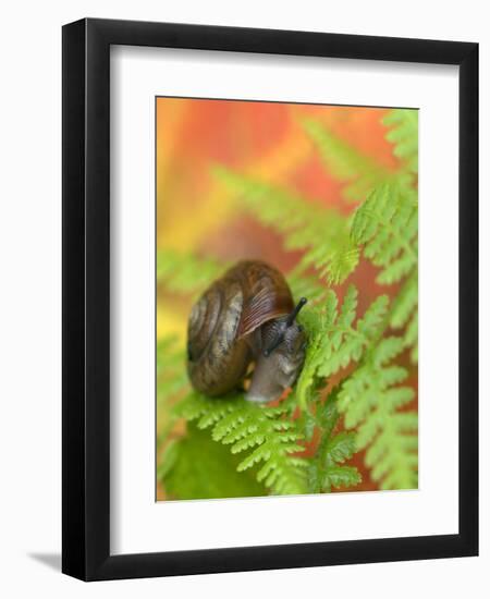 Snail on Fern in Fall, Adirondacks, New York, USA-Nancy Rotenberg-Framed Photographic Print