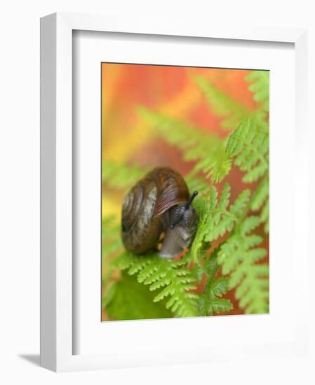 Snail on Fern in Fall, Adirondacks, New York, USA-Nancy Rotenberg-Framed Photographic Print