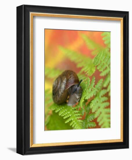 Snail on Fern in Fall, Adirondacks, New York, USA-Nancy Rotenberg-Framed Photographic Print