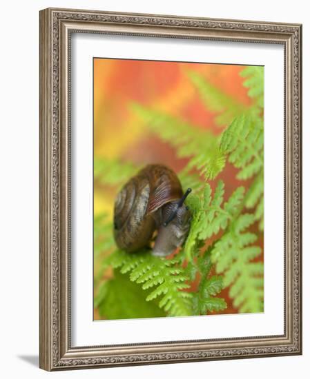 Snail on Fern in Fall, Adirondacks, New York, USA-Nancy Rotenberg-Framed Photographic Print