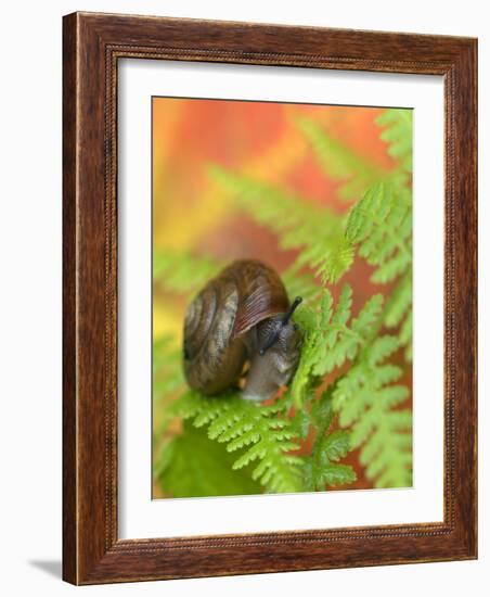 Snail on Fern in Fall, Adirondacks, New York, USA-Nancy Rotenberg-Framed Photographic Print