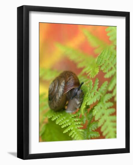 Snail on Fern in Fall, Adirondacks, New York, USA-Nancy Rotenberg-Framed Photographic Print