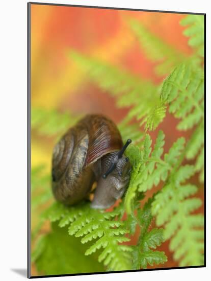 Snail on Fern in Fall, Adirondacks, New York, USA-Nancy Rotenberg-Mounted Photographic Print