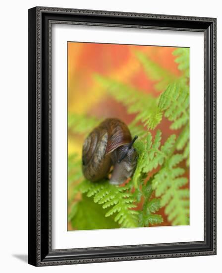 Snail on Fern in Fall, Adirondacks, New York, USA-Nancy Rotenberg-Framed Photographic Print