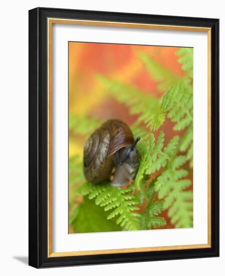 Snail on Fern in Fall, Adirondacks, New York, USA-Nancy Rotenberg-Framed Photographic Print