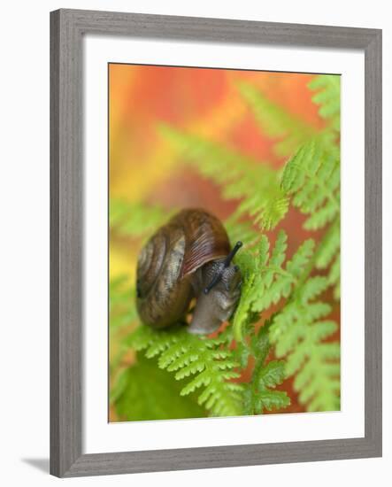 Snail on Fern in Fall, Adirondacks, New York, USA-Nancy Rotenberg-Framed Photographic Print