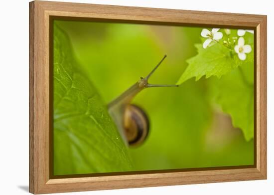 Snail on Garlic Mustard (Alliaria Petiolata) Leaves, Hallerbos, Belgium, April-Biancarelli-Framed Premier Image Canvas