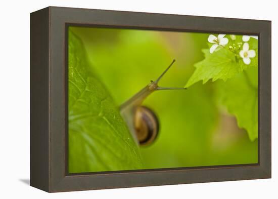 Snail on Garlic Mustard (Alliaria Petiolata) Leaves, Hallerbos, Belgium, April-Biancarelli-Framed Premier Image Canvas