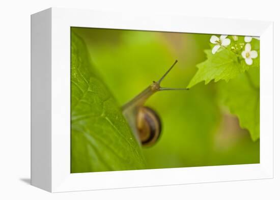 Snail on Garlic Mustard (Alliaria Petiolata) Leaves, Hallerbos, Belgium, April-Biancarelli-Framed Premier Image Canvas