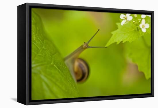 Snail on Garlic Mustard (Alliaria Petiolata) Leaves, Hallerbos, Belgium, April-Biancarelli-Framed Premier Image Canvas