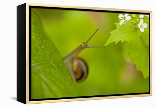 Snail on Garlic Mustard (Alliaria Petiolata) Leaves, Hallerbos, Belgium, April-Biancarelli-Framed Premier Image Canvas