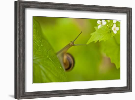 Snail on Garlic Mustard (Alliaria Petiolata) Leaves, Hallerbos, Belgium, April-Biancarelli-Framed Photographic Print