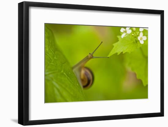 Snail on Garlic Mustard (Alliaria Petiolata) Leaves, Hallerbos, Belgium, April-Biancarelli-Framed Photographic Print