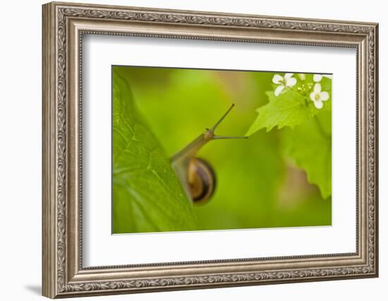 Snail on Garlic Mustard (Alliaria Petiolata) Leaves, Hallerbos, Belgium, April-Biancarelli-Framed Photographic Print