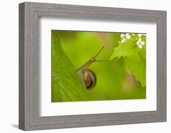 Snail on Garlic Mustard (Alliaria Petiolata) Leaves, Hallerbos, Belgium, April-Biancarelli-Framed Photographic Print