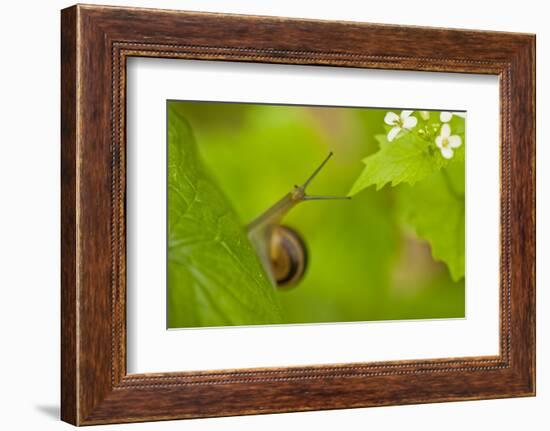 Snail on Garlic Mustard (Alliaria Petiolata) Leaves, Hallerbos, Belgium, April-Biancarelli-Framed Photographic Print