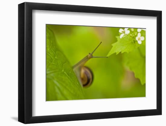 Snail on Garlic Mustard (Alliaria Petiolata) Leaves, Hallerbos, Belgium, April-Biancarelli-Framed Photographic Print