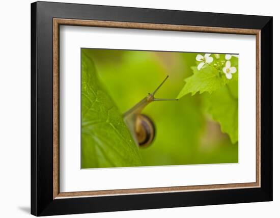 Snail on Garlic Mustard (Alliaria Petiolata) Leaves, Hallerbos, Belgium, April-Biancarelli-Framed Photographic Print