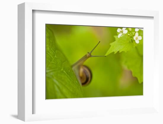 Snail on Garlic Mustard (Alliaria Petiolata) Leaves, Hallerbos, Belgium, April-Biancarelli-Framed Photographic Print