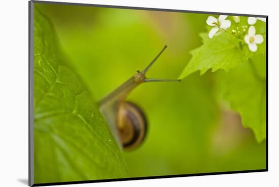 Snail on Garlic Mustard (Alliaria Petiolata) Leaves, Hallerbos, Belgium, April-Biancarelli-Mounted Photographic Print