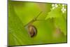 Snail on Garlic Mustard (Alliaria Petiolata) Leaves, Hallerbos, Belgium, April-Biancarelli-Mounted Photographic Print