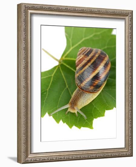 Snail On Leaf Isolated On White-Yastremska-Framed Photographic Print